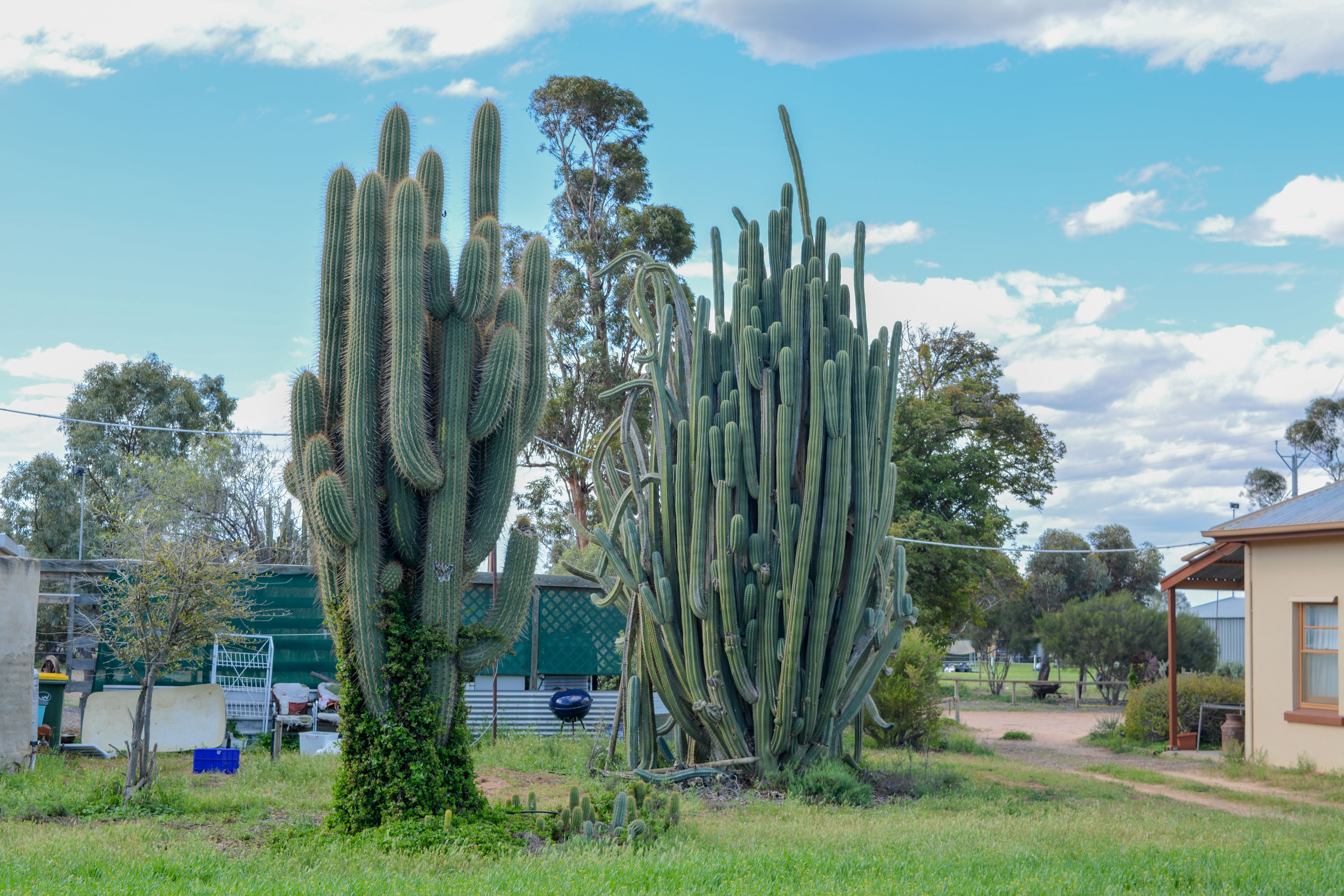 TORRENS22-6.jpg