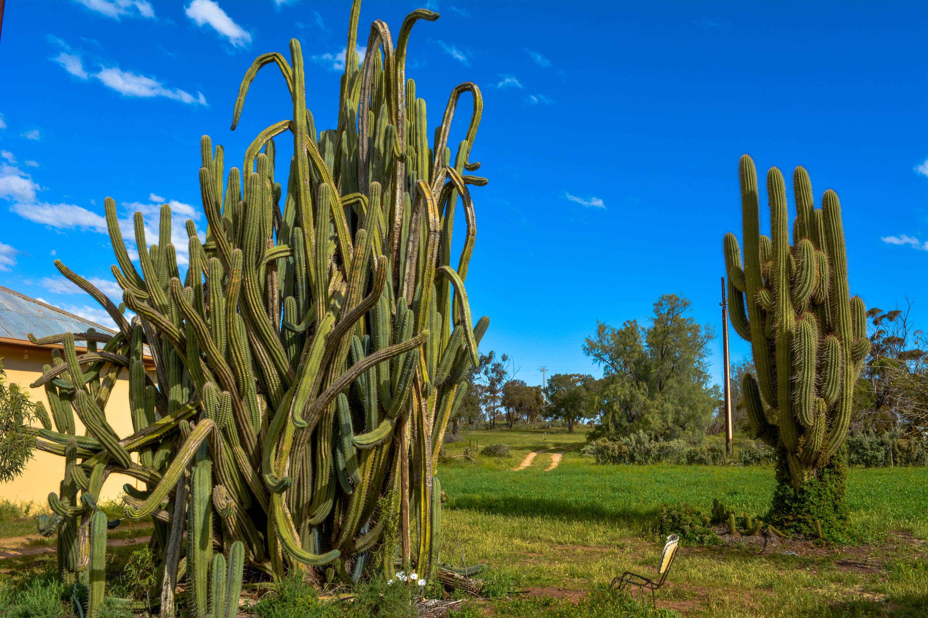 7 Guilt Free I Was Reading This On Buy Succulents Online Tips