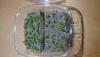 cacti_seedlings_01.JPG