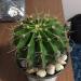 cactusid.jpg