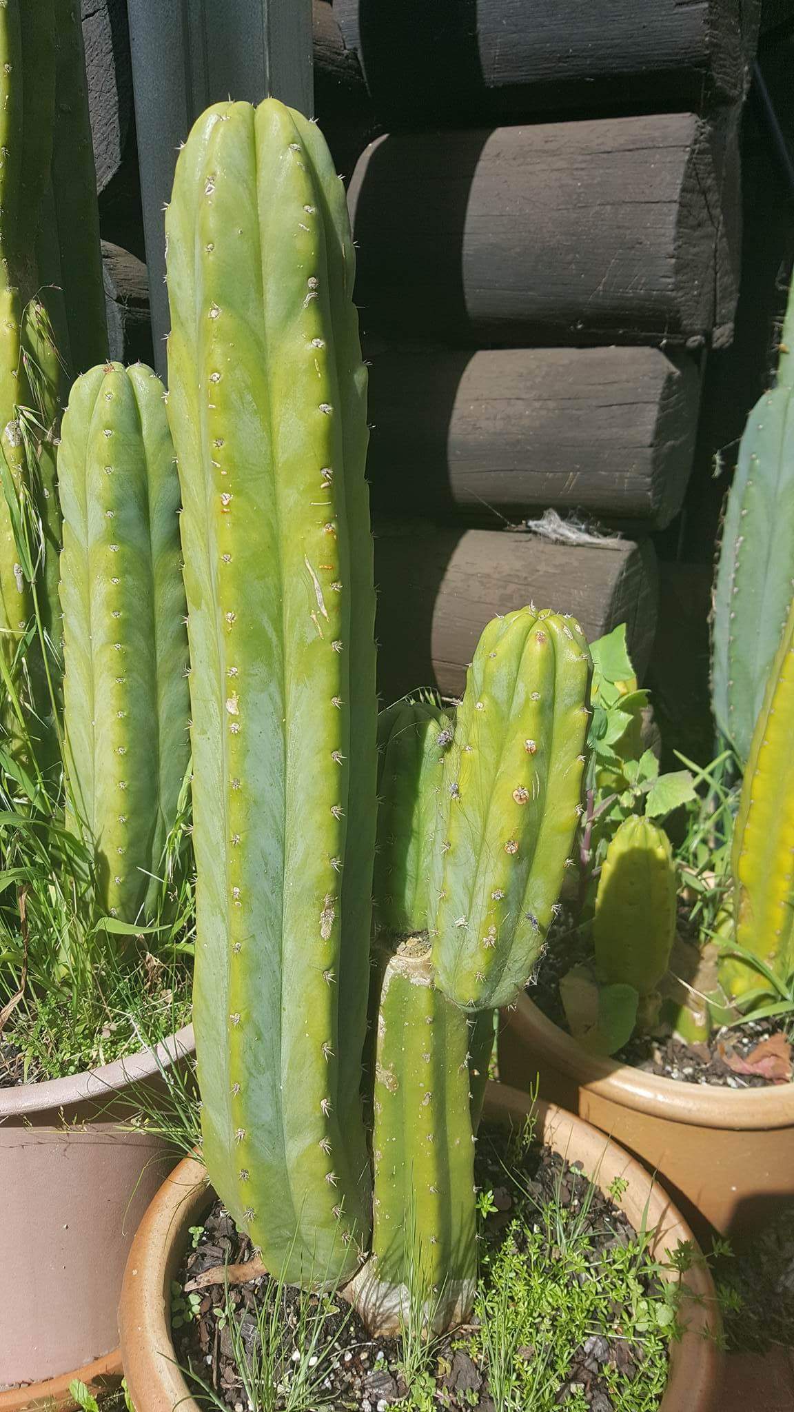 yellowing trichocereus cacti