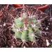 Trichocereus scopulicolus ludwig bercht cactusshopuk.jpg