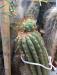 Trichocereus henry 2.jpg