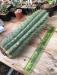 Trichocereus henry 7.jpg