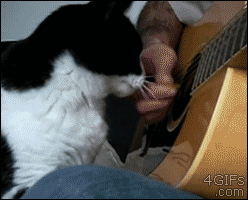 Cat-memes-I-think-the-cat-loves-the-guitar.thumb.gif.62a96b34bca6ed5cfcdf0176ed88219e.gif