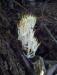 coral_fungus.thumb.jpg.b2fe04c084e1a6f11f93b1be49416a6f.jpg