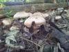 fungi9.thumb.jpg.d7c6473cc30e61f09364c5a71768efb7.jpg