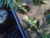 20170602_215908.thumb.jpg.0f0db92e8c62e16f755df197461b4340.jpg