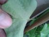 20170624_145106.thumb.jpg.b443e5646299d4ebb5cf9ba563459fb1.jpg