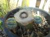springsprungcoont 085.jpg