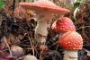 amanita-mushroomgeorgia.thumb.jpg.22c2f60554b95067db3868ceca803c98.jpg