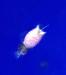 soakscioninwater6.thumb.jpg.c744e5938415a5dbff415355d2b27648.jpg