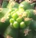 Trichocereus peruvianus %22Clyde%22 x Zelly 506.jpg