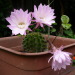 echinopsis.thumb.png.c658228f53d5f81f706f801a12705cb4.png