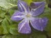 vinca.thumb.jpg.50da6c2bec0cb6438d38532045627845.jpg
