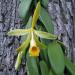 vanilla-planifolia-co2-t-or.thumb.jpg.351eae6879dfca7c610063fe82bd57de.jpg