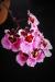 Tolumnia orchid 2 .JPG