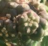 2019829100_Lophophorajourdaniana75.thumb.jpg.f9a86b2635352da20eac1c424b695a43.jpg