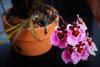 Tolumnia orchid 1 .JPG
