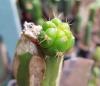 20181113_073620.thumb.jpg.0be494b6e30b859c15549adc3d0f45ee.jpg