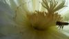 DSCN6342a.JPG