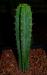 cactusgarage.thumb.jpg.10485bfbbfb6aea51ef0429def935019.jpg