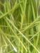 wheatgrass.thumb.jpg.e810b7738f11103ba5f54dd719523b07.jpg