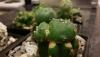 1053426327_CactusCollection14-Apr-2019Update04.thumb.jpg.29a13368bb909409ca829109ffc8ccb3.jpg