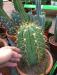 386469908_CactusBau2_01_01.thumb.jpg.0c24f58aa284d5d77cdedf81aace235d.jpg