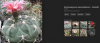 Gymnocalycium_oenanthemum.thumb.png.7e16183a1da84e1d693d2cc0dbe95fa3.png