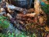 garden_auricularia1.thumb.jpg.94bc8998f87c311564211abfad0a2ba4.jpg