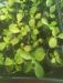 772201347_ashwagandhaseedlings.thumb.jpg.f08fe4f002d9bad24961c347d560ea64.jpg