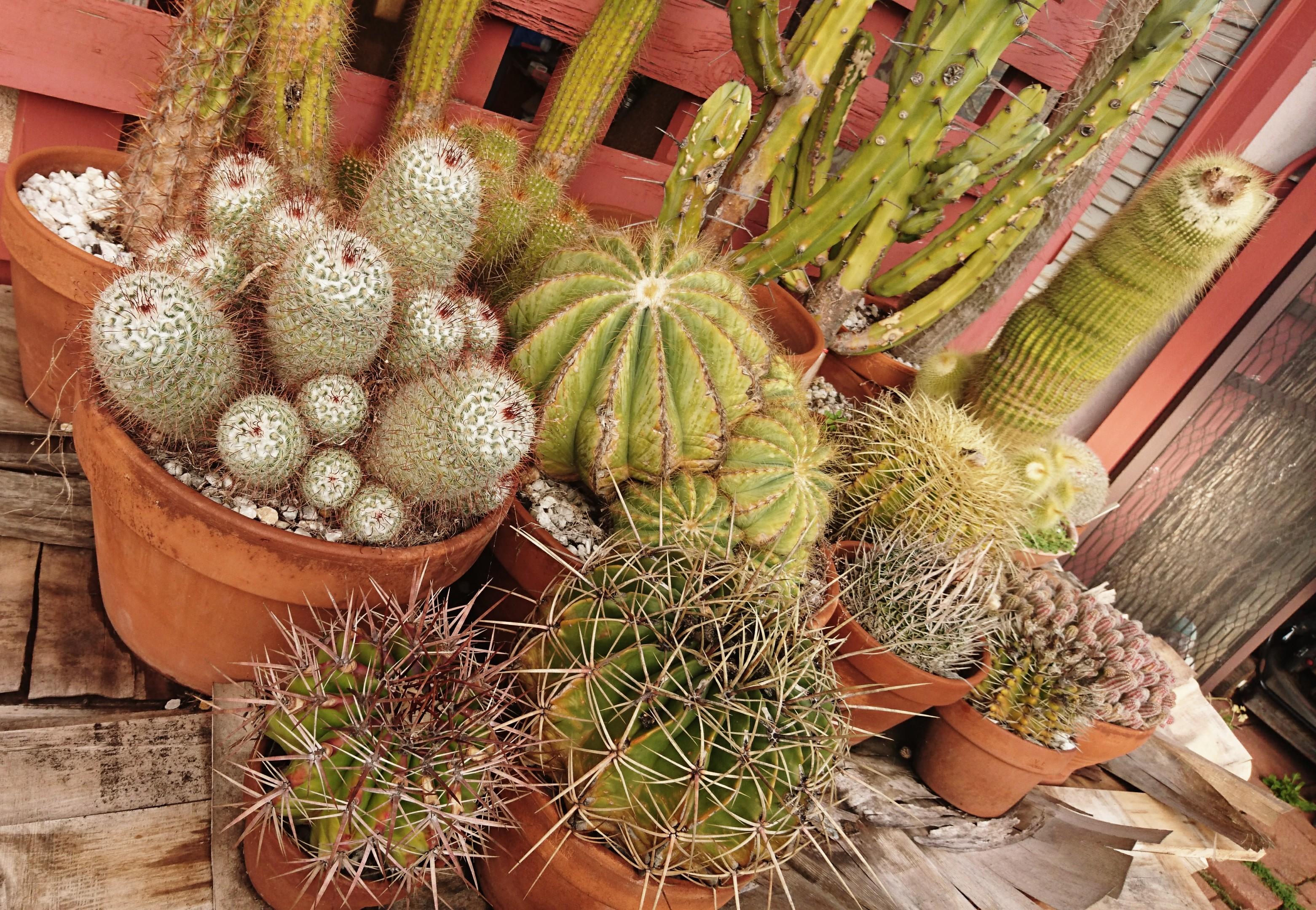 Cactus SALE! Range of beautiful LARGE and MATURE specimens! Seed