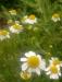 chamomile.thumb.jpg.a239f632b08176bbf58bf0119290d8b0.jpg