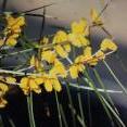 Acacia