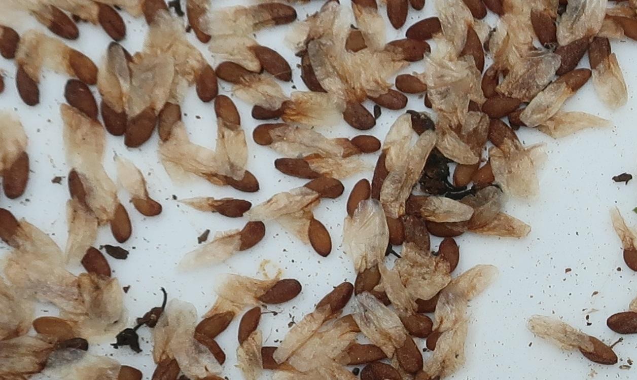 $35 for 125x Catha Edulis (khat) seeds - 25 seeds from each of 5 trees