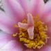 Williamsii flowers- Presidio County 5.jpg