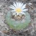 Koehresii flowers- Lophophora koehresii flower in habitat; Copyright Cactus Conservation Institute; from their website.jpg
