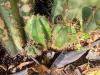 Trichocereus validus sacred garden short spined.jpg