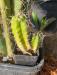 Trichocereus validus OP zelidus seed grown.jpg