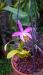 Laelia lucasiana   ffh.jpg