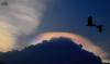 Circumhorizontal_Arc_at_Chennai.jpg