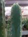 SS02-x-Juuls-x-T.-Peruvianus-by-Sacred-Succulents-NR-e1459498162915.jpg