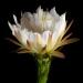 Flower.thumb.jpg.e509257701f998f6c0119ebe53378840.jpg
