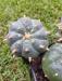 20241218_120314 - Copy.jpg