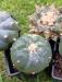 20241218_120315 - Copy.jpg