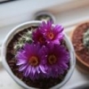 terracottacactus