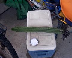 Cacti being planted for good after rooting for 3 months