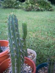 T. Peruvianus cutting rooting itself