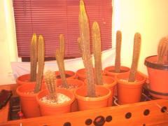 Cuttings being rooted over winter